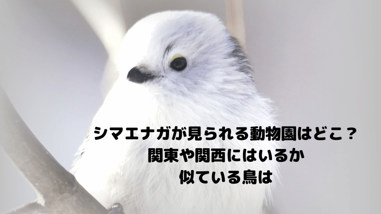 シマエナガが見られる動物園はどこ?関東や関西にはいるか・似ている鳥は