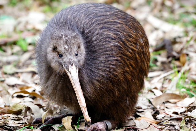 キーウィが見れる日本の動物園は?1匹死亡のニュースも…生態を解説